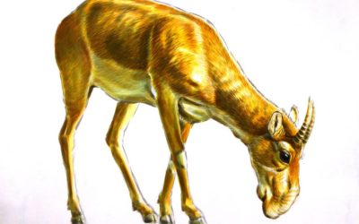 Mongolian Saiga Mural
